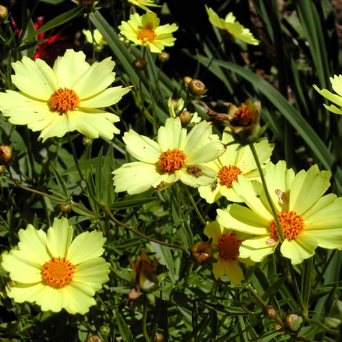 Coreopsis hybrida Full Moon